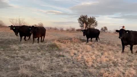 200- Angus and AngusX midddle age Fall pair.