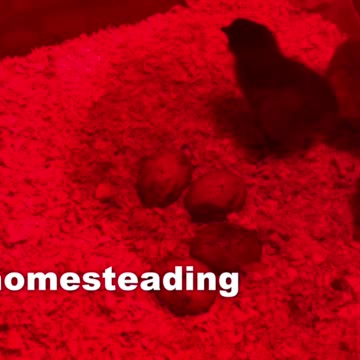 Baby Chicks on the Smith Homestead