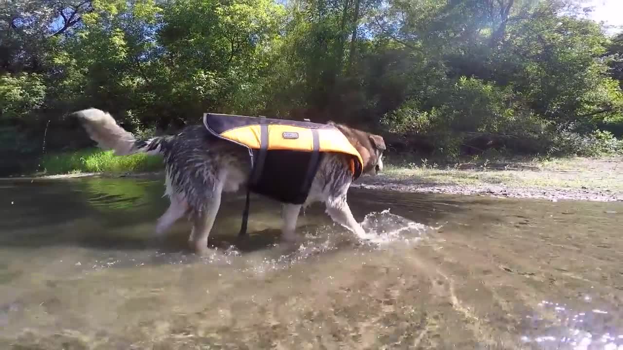 Can Dogs Be Vegan? This Happy Healthy Vegan Dog Says