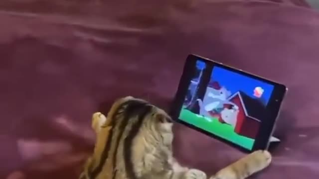 Cat Watching Tom And Jerry hahaha