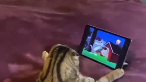 Cat Watching Tom And Jerry hahaha