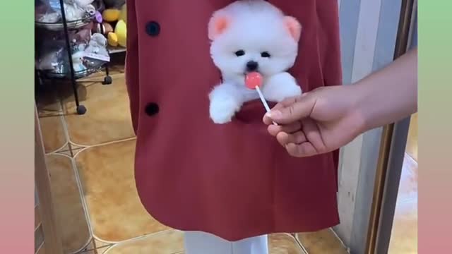 34_Cute and Funny Dog Video Compilation
