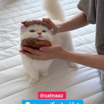 Have you ever seen a cat sandwich?