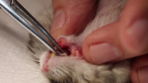 A hamster has "ingrown" upper front teeth