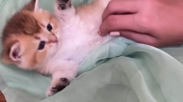 Funny cat