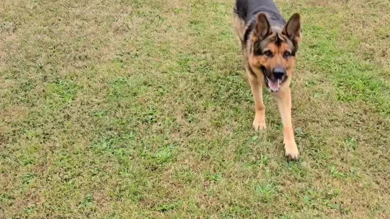 Virgil and the ball.