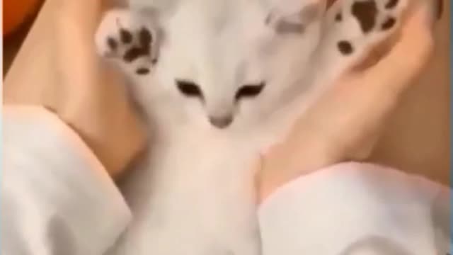 Cats are making crazy fun funny animals compilation try not to laugh