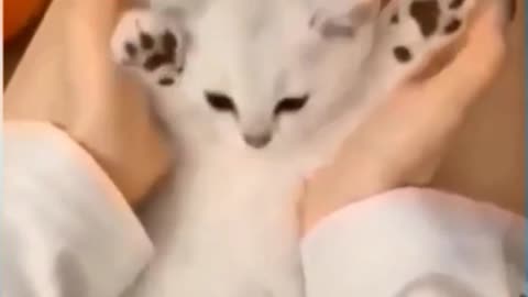 Cats are making crazy fun funny animals compilation try not to laugh