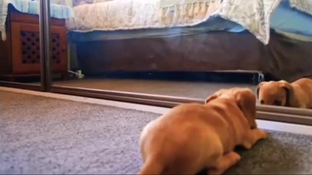 Come on my Doggie