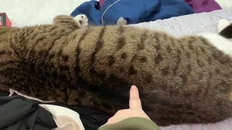 What happens when you put your finger on the cat's back