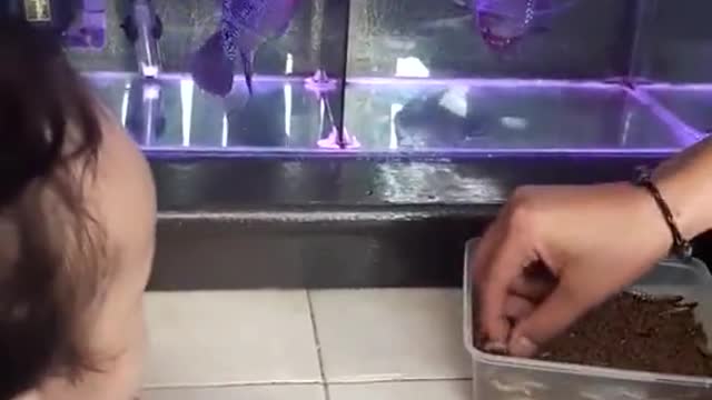 Baby and lou han fish (flowerhorn) 11