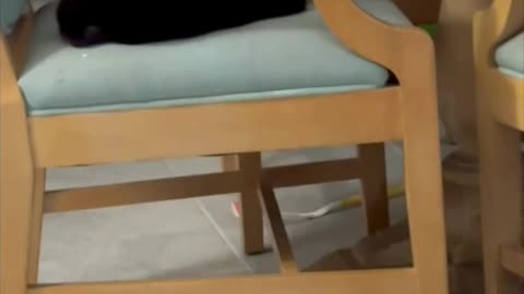 Cute Precious Piper Finds a Great Observation Spot - Adopting a Cat from a Shelter Vlog