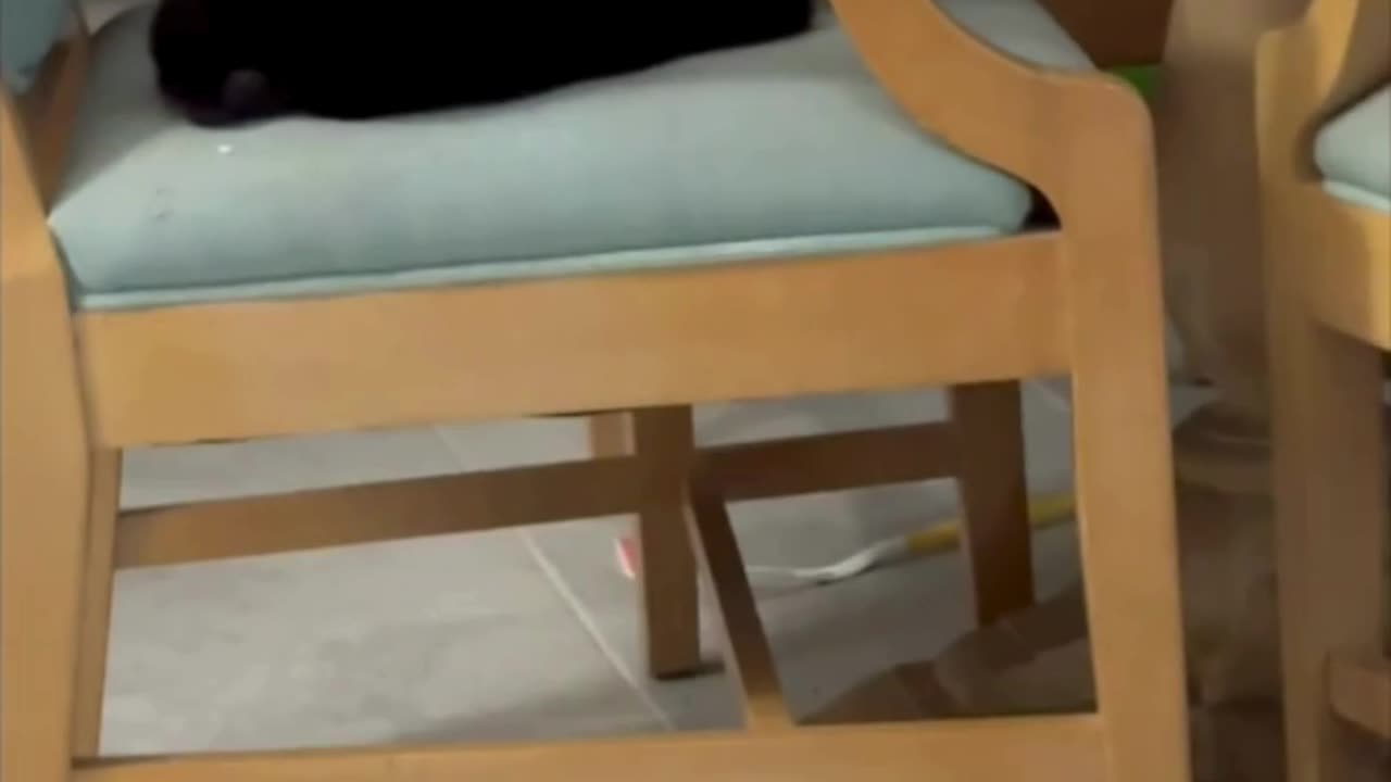 Cute Precious Piper Finds a Great Observation Spot - Adopting a Cat from a Shelter Vlog