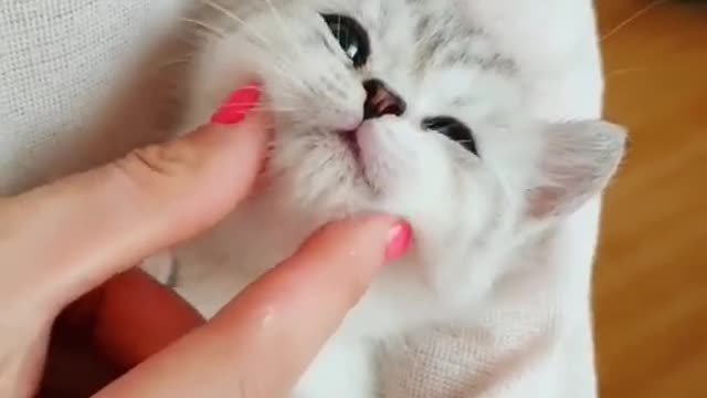 Baby Cats tiktok viral video