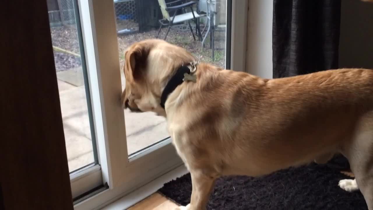 Labrador can't fathom bug on other side of glass