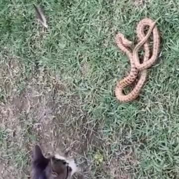 😼 CAT Vs Snake 🐍