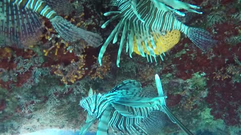 Lion Fish