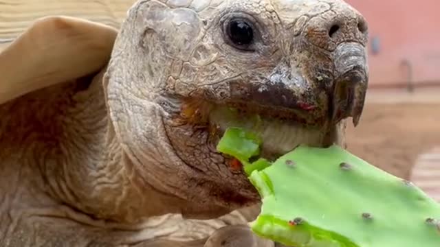 Nom nom nom 🐢✨💕 happy Thursday !!