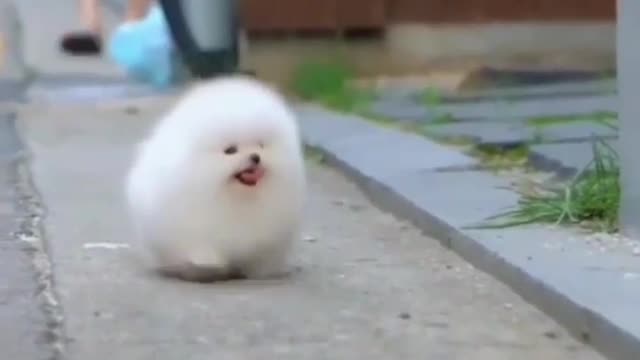 Dog walking the road Cute dog