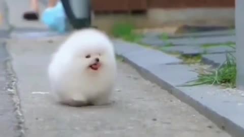 Dog walking the road Cute dog