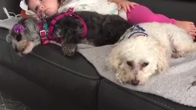 Trio of dogs snuggle with little girl on rainy day