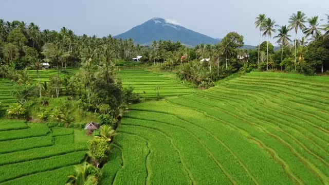 Rice terrace footage