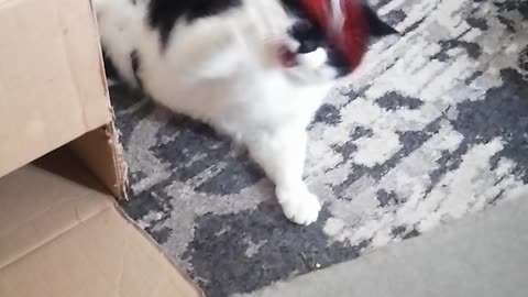 Attack cat