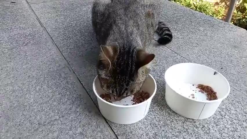 A pig-like cat that eats hard.