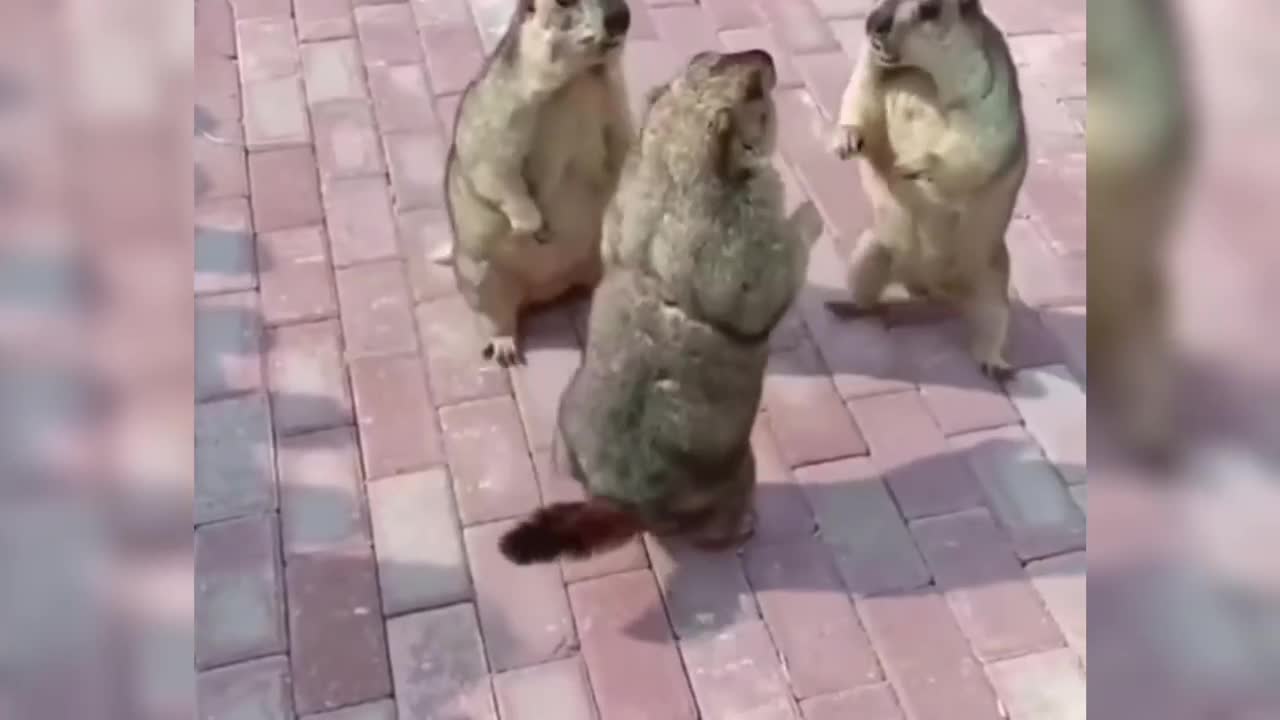 Funny animal video,The first episode.