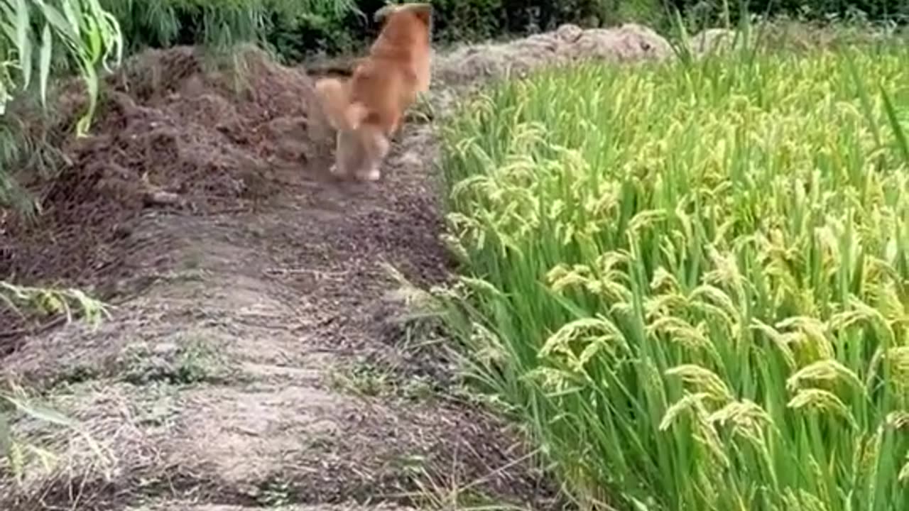 Intelligent dog 🐶🐕 video part4