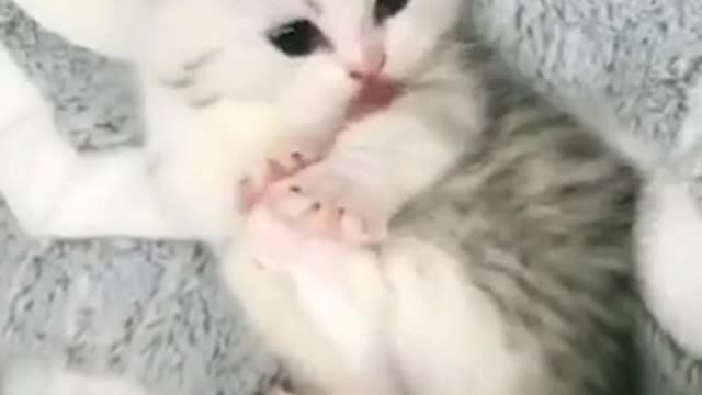 Funny And Cute Cat Videos 2021😹Funny Cat Moments ❤️