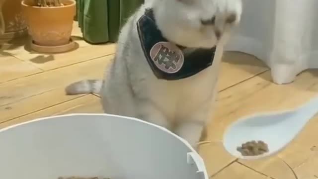 Pussy cat asking for more meals see the reaction