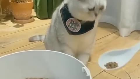 Pussy cat asking for more meals see the reaction