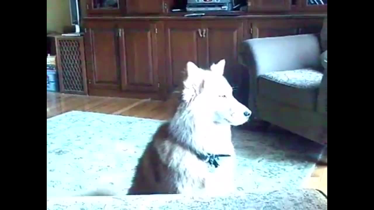 Dogs Talks