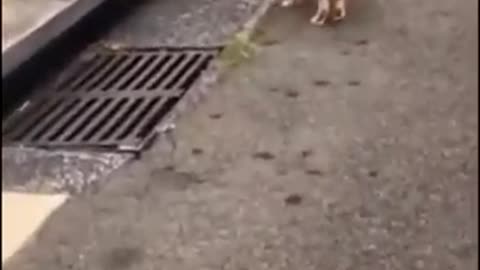 Very funny cute dog