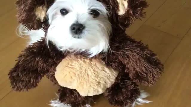 White dog in brown monkey costume