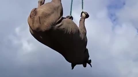 Air Lifting A Rhino