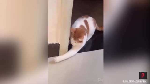 Curious kitten afraid of mouse