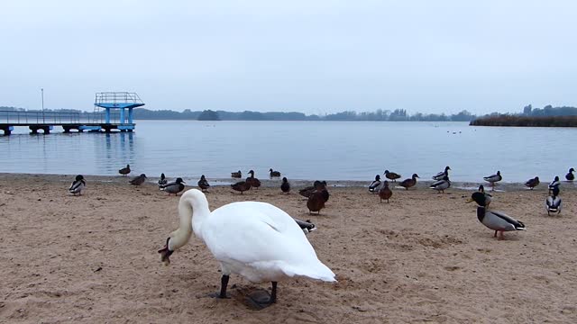 Watch a great video of a group of ducks and geese on the beach