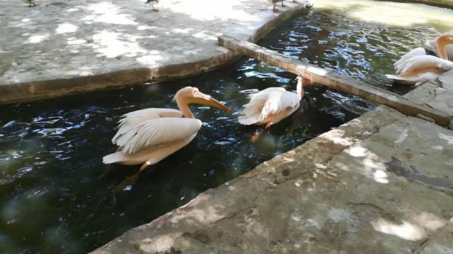 Pink Pelican Queued In Line For Fishes