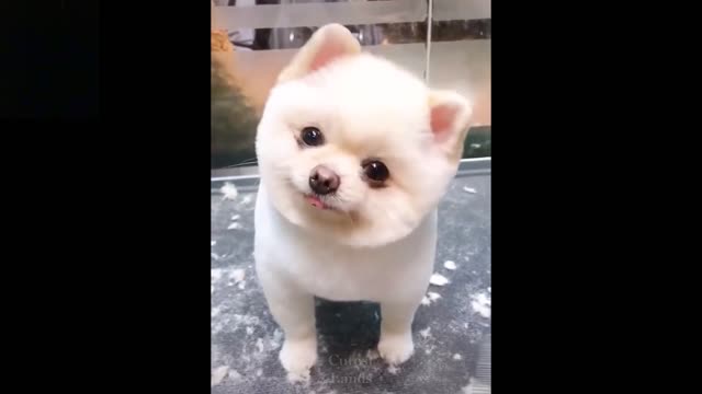 To laugh Watching funny Animals