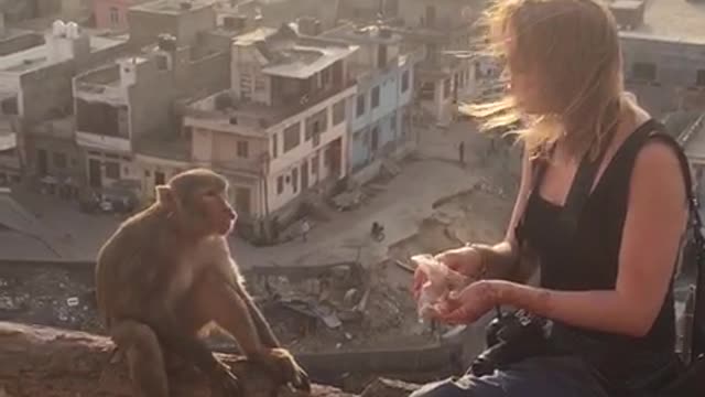 If You Give a Monkey a Munchie