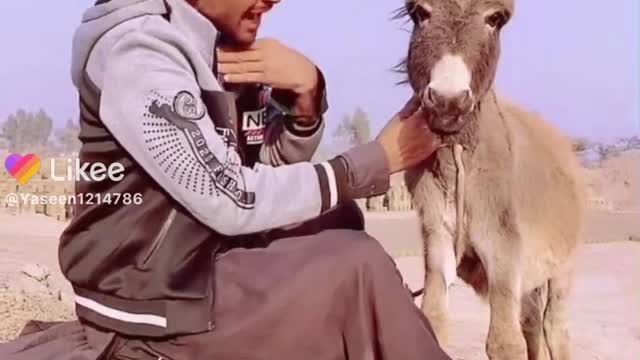 Man and donkey funny video