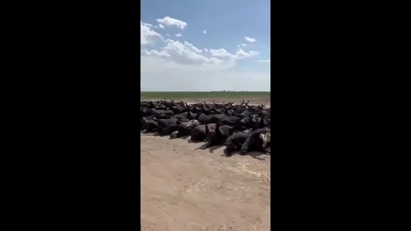 3,000 to 10,000 + CATTLE SUDDENLY DIE IN KANSAS
