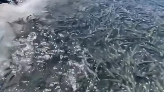 yo