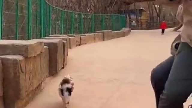 funny video very smart little monkey