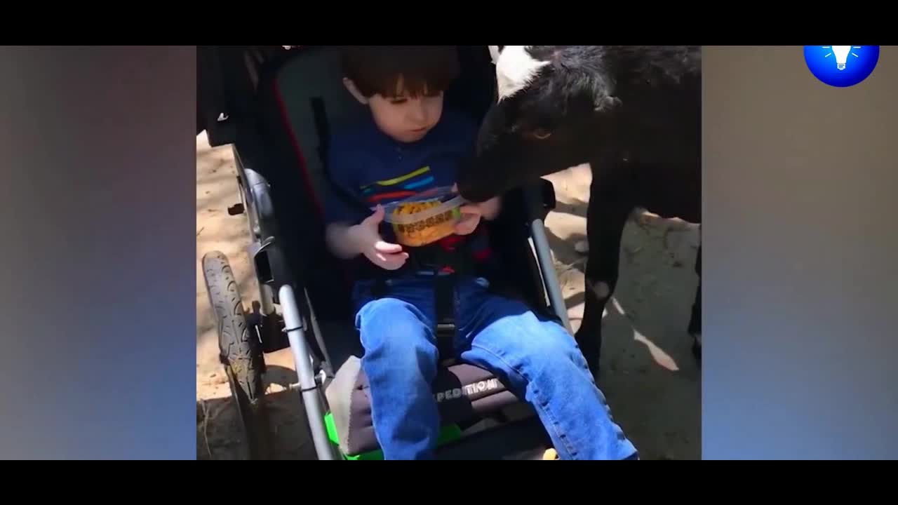Feed the animals through the car window