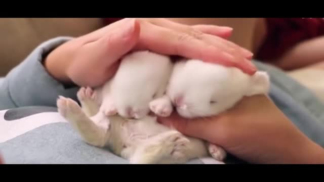 Two newborn bunnies