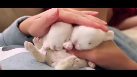 Two newborn bunnies