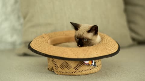 A siamese cat is inside a straw hat on the sofa